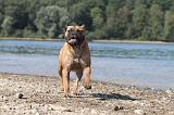 BULLMASTIFF 066